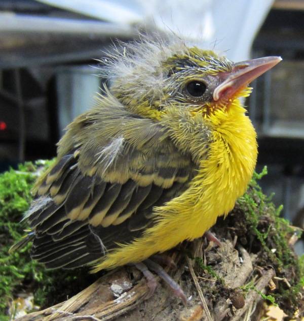 Wildlife Center of Virginia